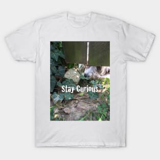 Stay Curious T-Shirt